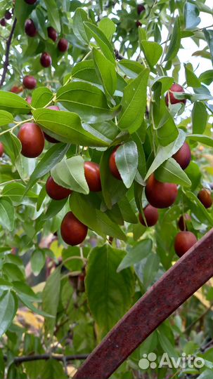 Саженцы Зизифуса и другие саженцы