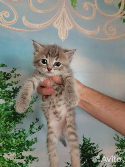 Кошка бесплатно