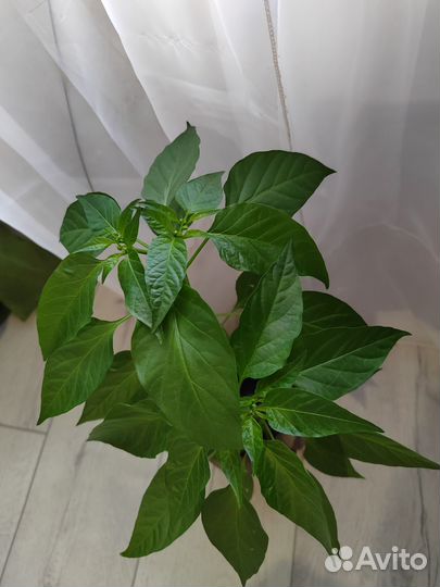 Перец красный комнатный острый