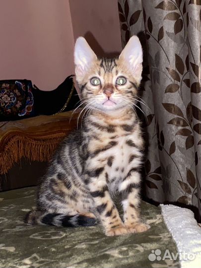 Бенгальская