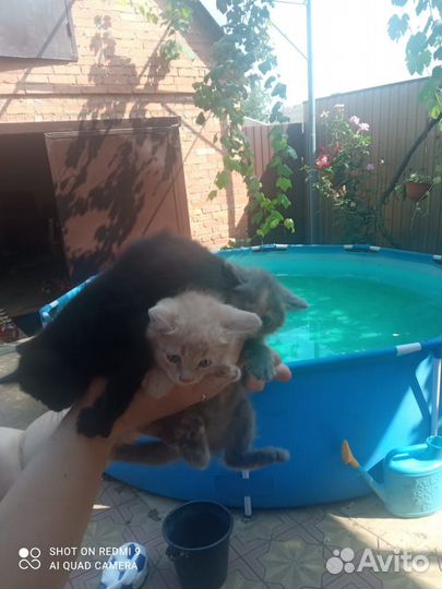 Котята в добрые руки бесплатно