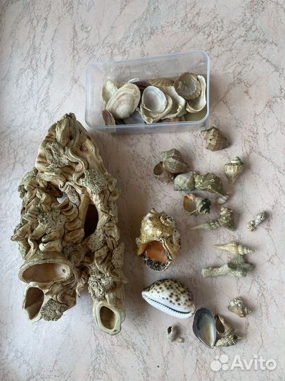 Коряга в аквариум, ракушки, коралл