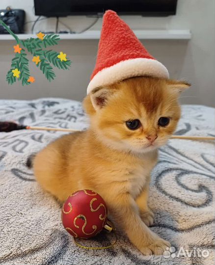 Котята золотая шиншилла