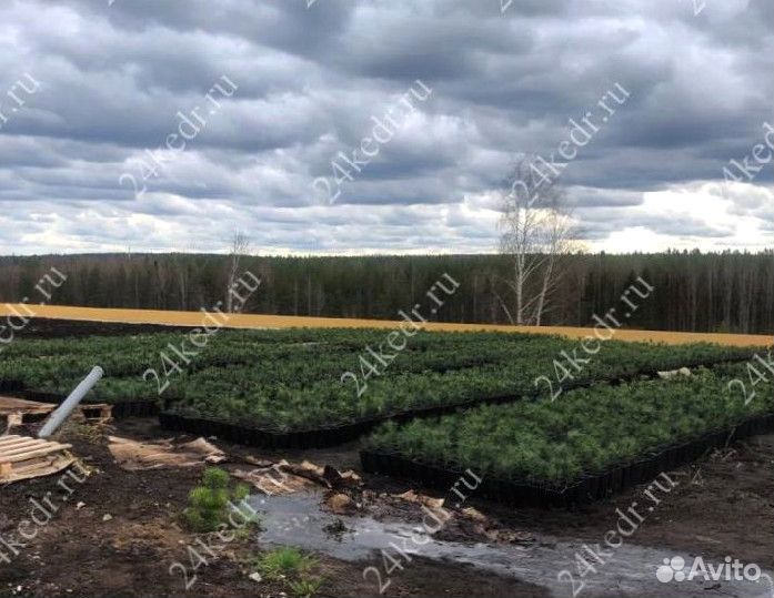 Сибирский кедр. Саженцы