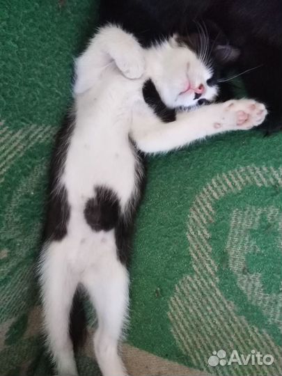 Отдам котят в добрые руки