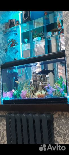 Аквариум