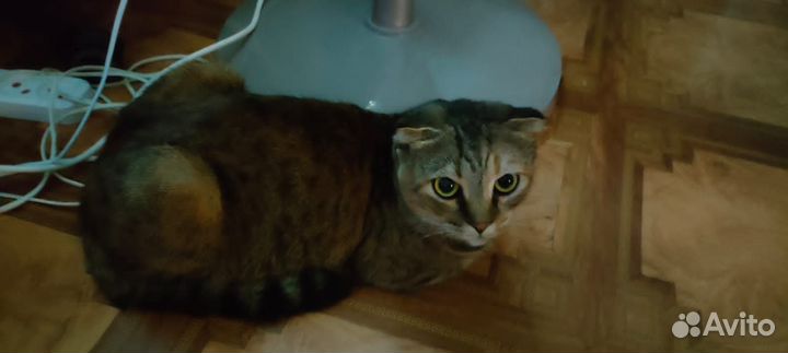 Кошечки ищут дом