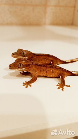 Бананоеды самка и малыши