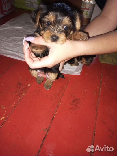 Йоркширский терьер