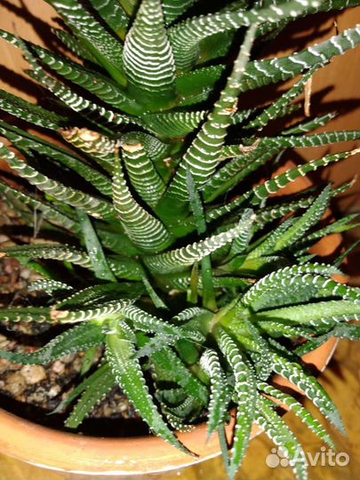 Комнатные цветы