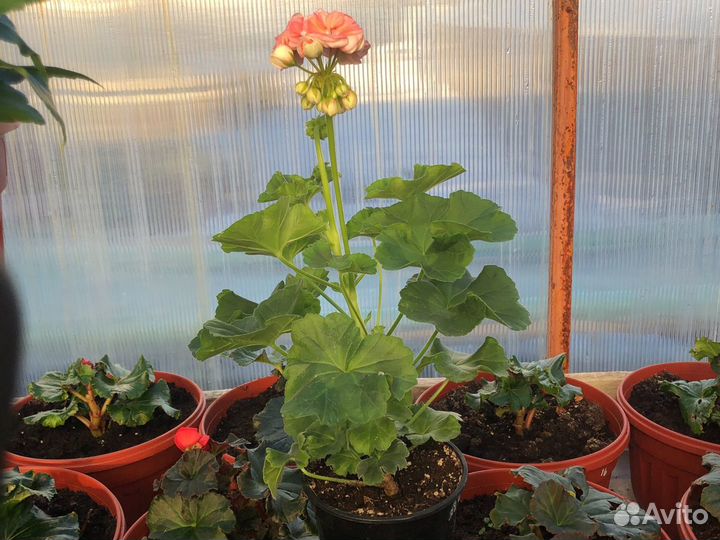 Пеларгония герань Astrid