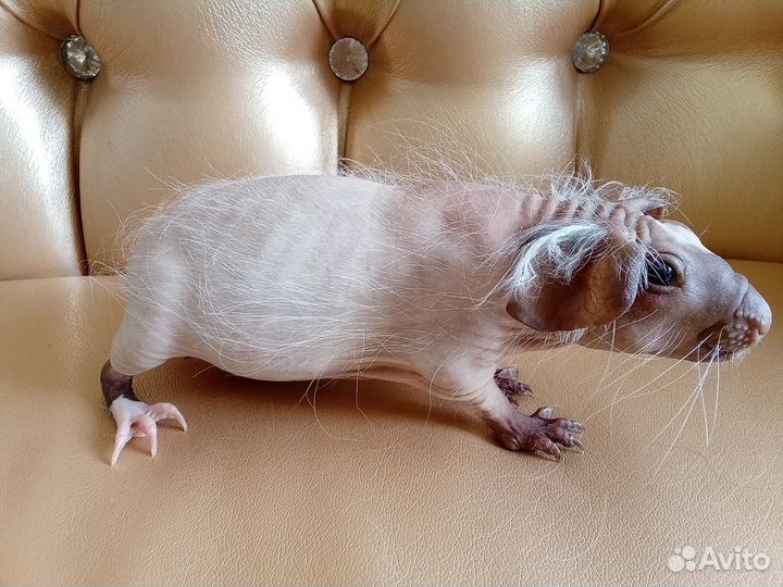 Морская свинка болдуин с бесплатной доставкой