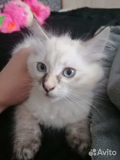 Котята отдам даром