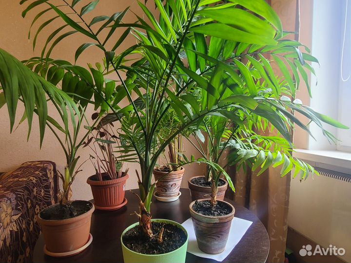 Комнатные цветы