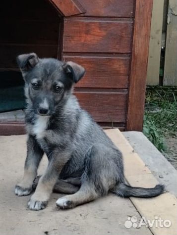 Щенок в дар. Девочка