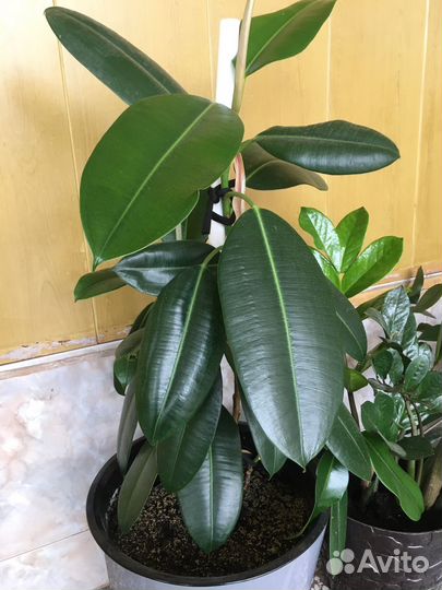 Фикус бенджамина