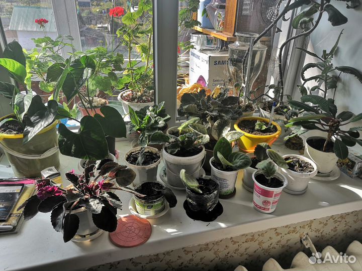 Растения для флорариума