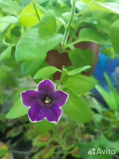 Вегетка от Елены