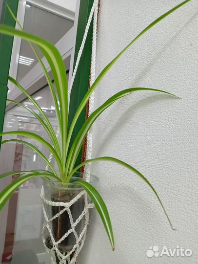 Хлорофитум Хохлатый