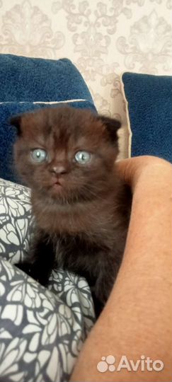 Котёнок мальчик