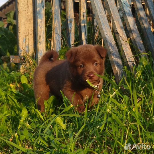 Щенки лайки