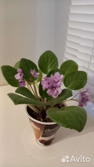 Комнатные цветы