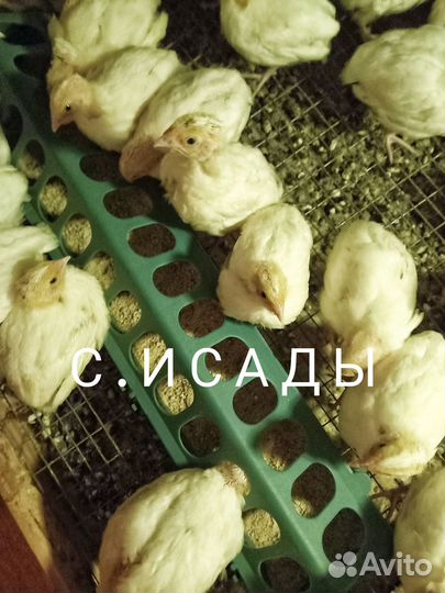 Перепела Техасские суточные, подрощенные