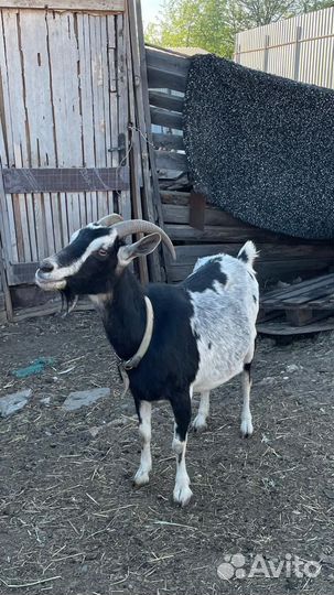 Камеруно нигерийские козочки