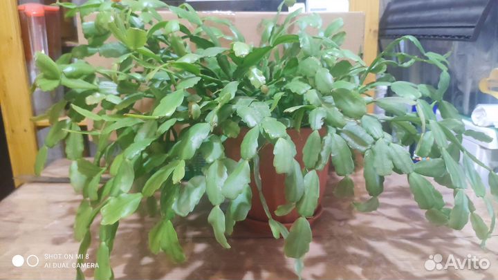 Декабрист, аглаонема