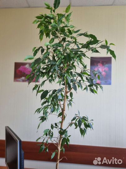 Фикус бенджамина в заботливые руки