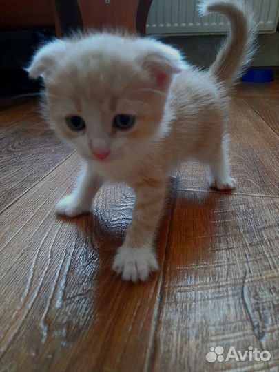 Кошечка вислоухая