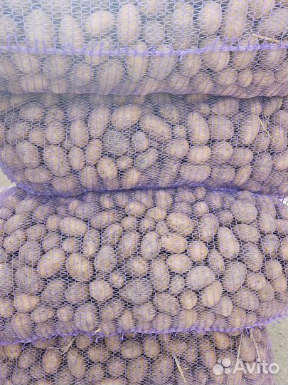 Семенной картофель