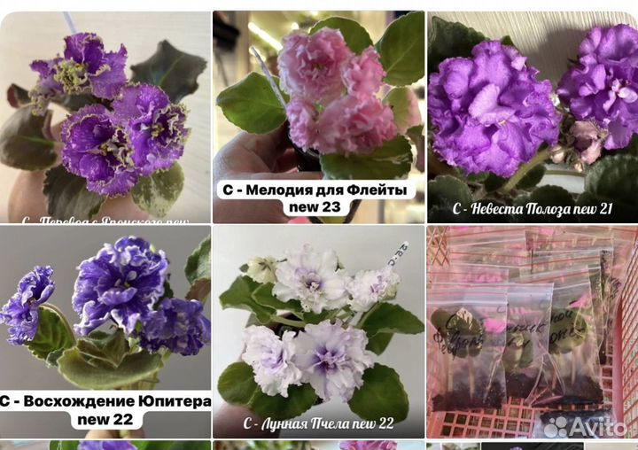 Фиалки -20, 50 сортов -варианты,слив цветущих