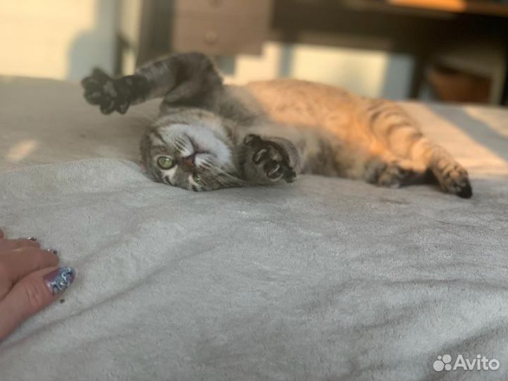 Кошка Дашенька