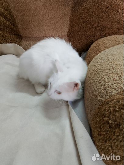Белая кошка