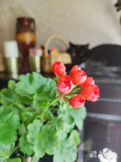 Герань 2 вида, эустома розовая, традесканция рео