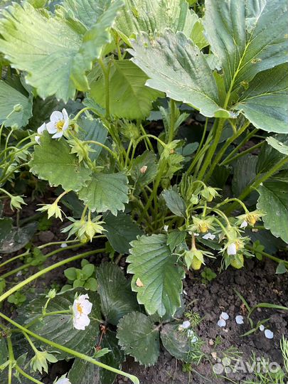 Рассада клубники