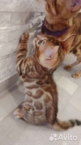Бенгальский котик объявление продам