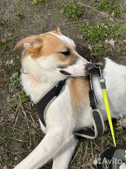 Весёлый пёс из приюта мечтает о счастье и семье