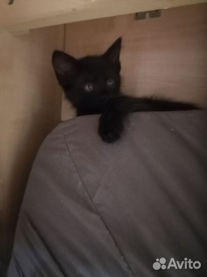Котёнок в самые добрые ручки