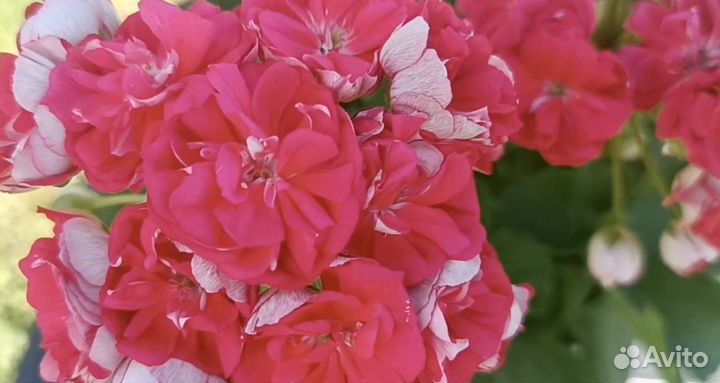 Пеларгония