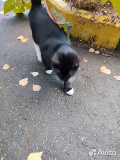 Котёнок очень ласковый
