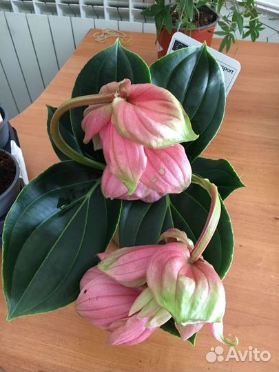 Мединилла Канди