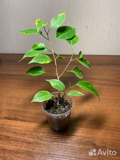 Укорененные черенки