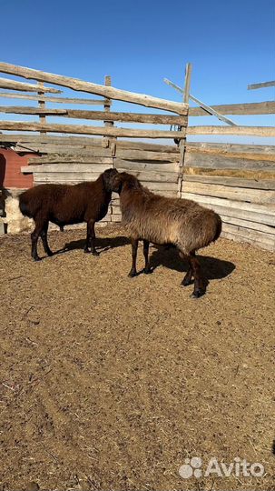 Овцы бараны