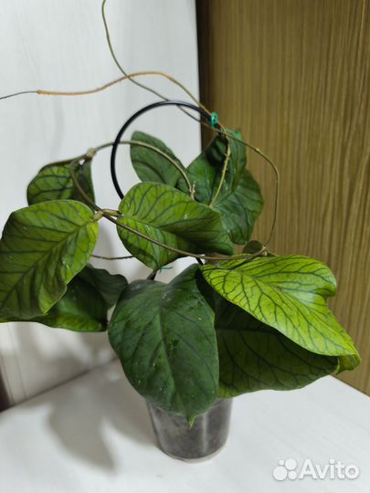 Хоя meredithii green