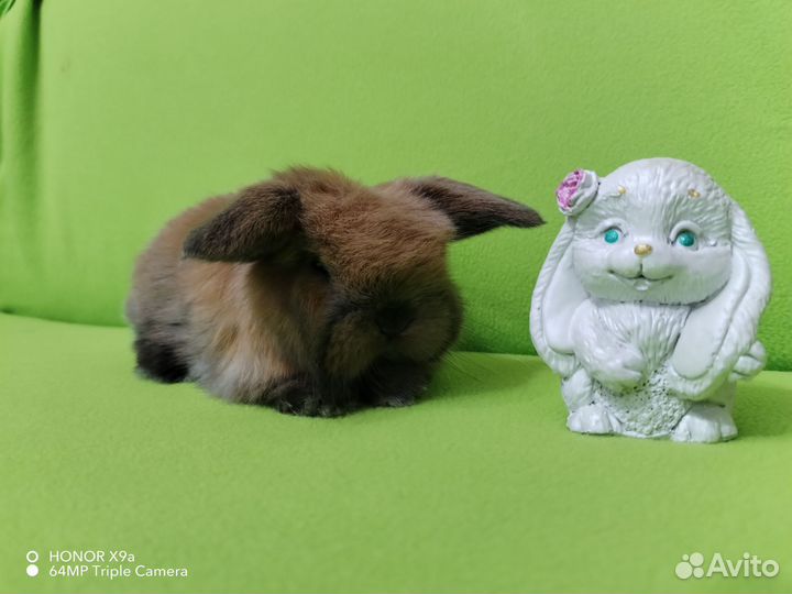 Mini lon (минилопы с документами)