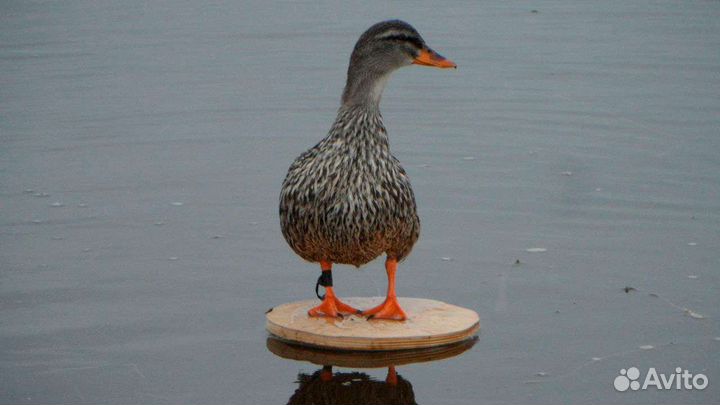 Утки подсадные для охоты