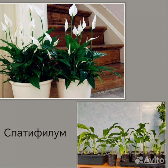 Комнатные цветы