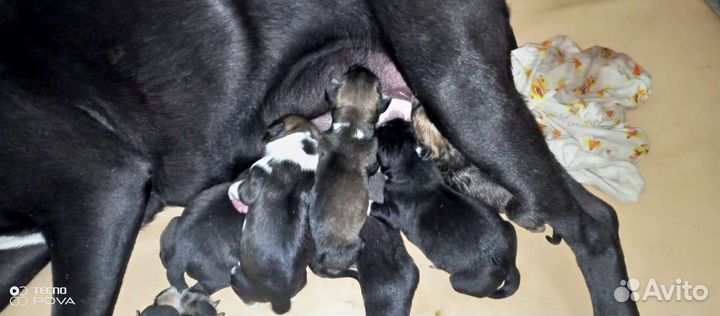 Американский стаффордширский терьер помесь